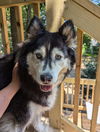 adoptable Dog in Holly Springs, NC named Sakari