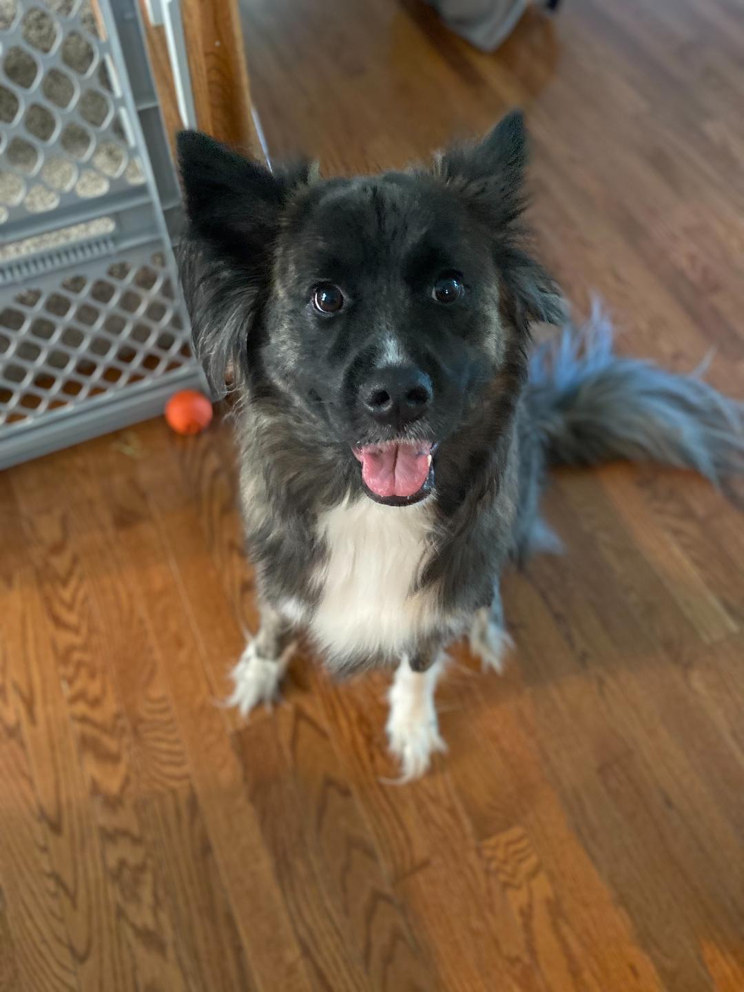 Dog for Adoption - Cali, a Australian Shepherd in Raleigh, NC | Alpha Paw