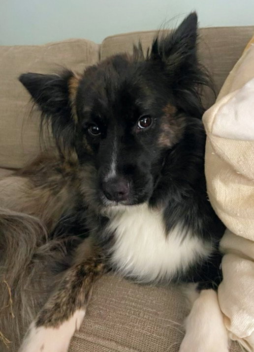 Dog for Adoption - Cali, a Australian Shepherd in Raleigh, NC | Alpha Paw