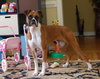 Koko - Courtesy