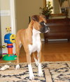 Koko - Courtesy