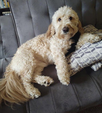 Tucker (courtesy)