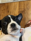 Spanky