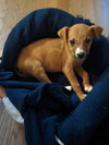 Maisy
