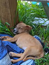 Maisy