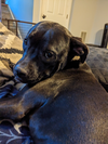 Kamara