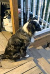 Gus