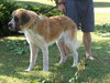 Juliet-Courtesy