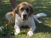 Juliet-Courtesy