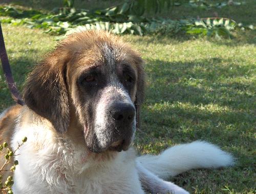 Juliet-Courtesy