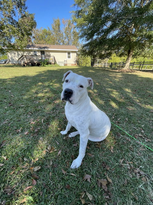 Max (Hospice / Courtesy)