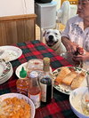 Max (Hospice / Courtesy)