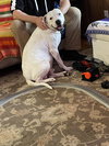 Max (Hospice / Courtesy)