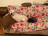 Max (Hospice / Courtesy)