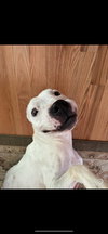 Max (Hospice / Courtesy)
