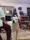 Max (Hospice / Courtesy)