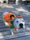 Max (Hospice / Courtesy)