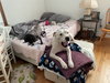 Max (Hospice / Courtesy)