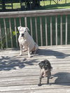 Max (Hospice / Courtesy)
