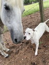 Max (Hospice / Courtesy)