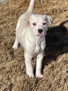 Rosco