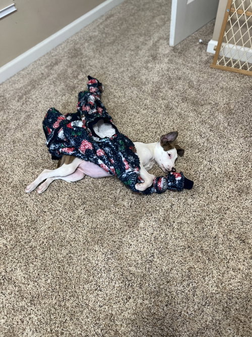 Stella