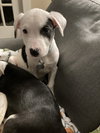 Dot