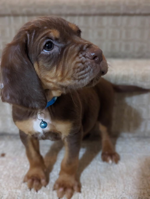 Georgie