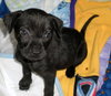 Punkin-Application Pending