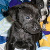 Punkin-Application Pending