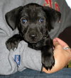 Punkin-Application Pending