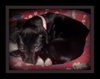 Punkin-Application Pending
