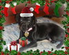 Punkin-Application Pending