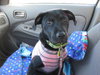 Punkin-Application Pending