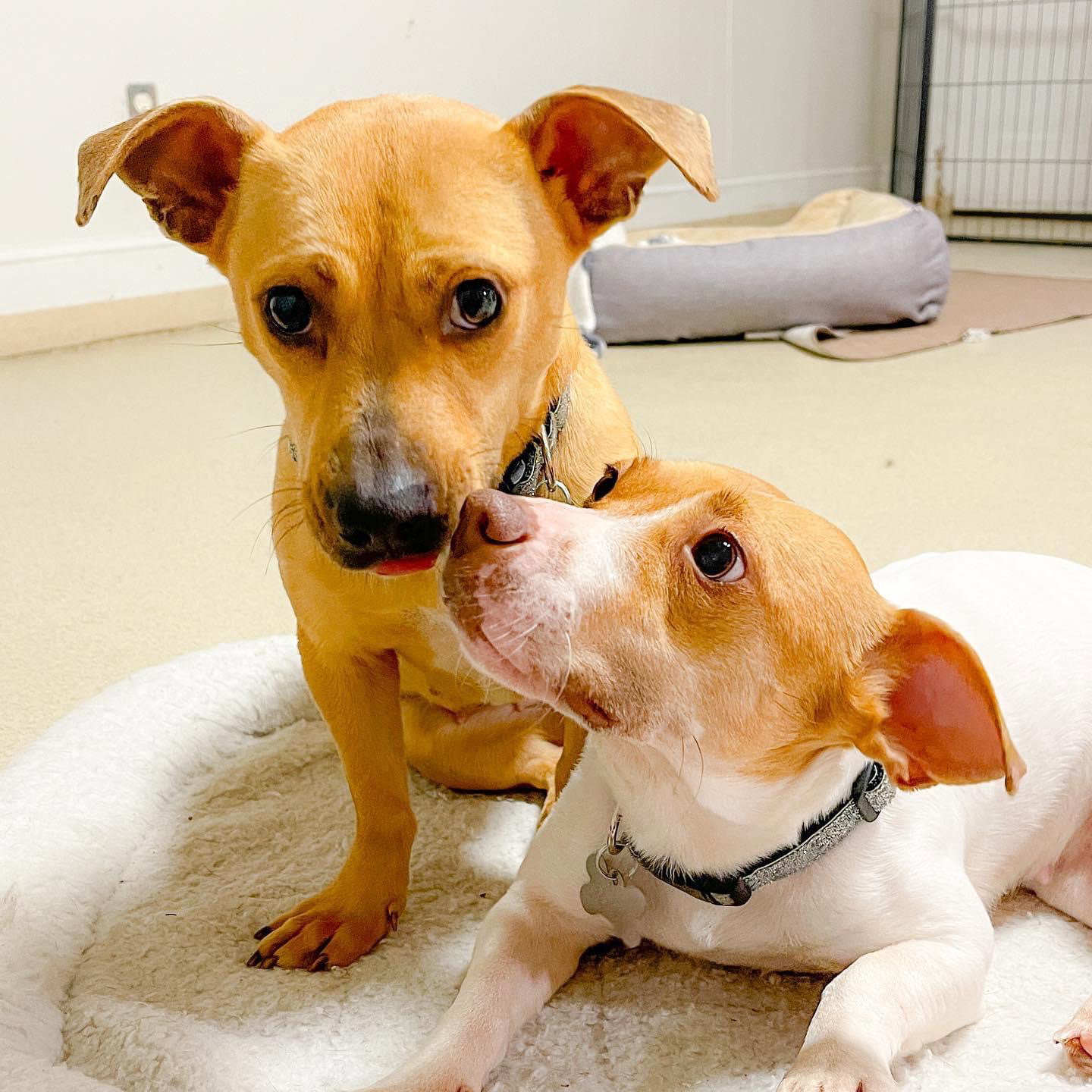 Dog for Adoption - Fauna, a Chihuahua in Raleigh, NC | Alpha Paw