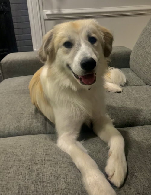 Dixie