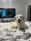 Dixie