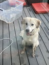 Dixie