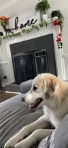 Dixie