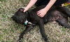 Charley