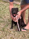 Charley