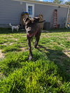 Charley
