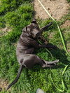 Charley
