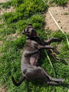 Charley