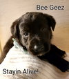 Bee Geez - Classic Vinyl Litter