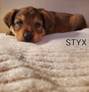 Styx- Classic Vinyl Litter