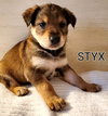 Styx- Classic Vinyl Litter