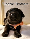 Doobie - Classic Vinyl Litter