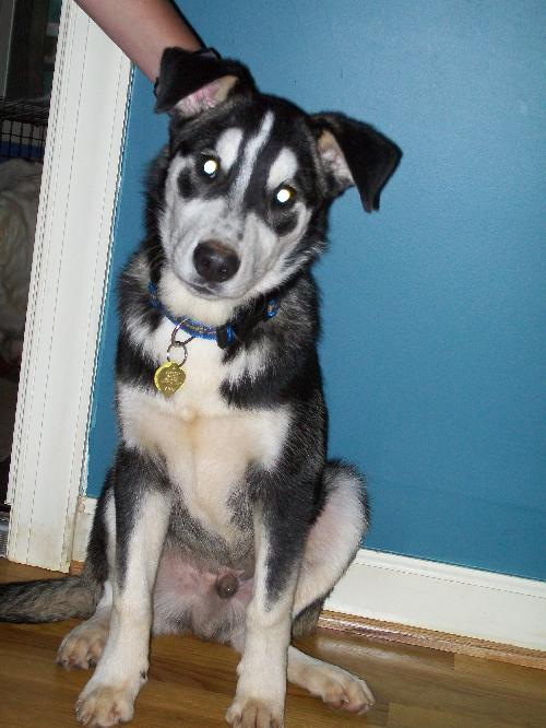 Dudley - Application Pending