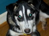 Dudley - Application Pending